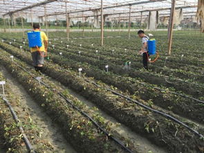 科技助力綠色農業 四川農科院植保所深入雙流開展草莓病害防控服務